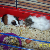 Photo de Salami et rosette