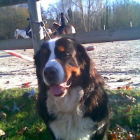 Photo de profil de Vodoux