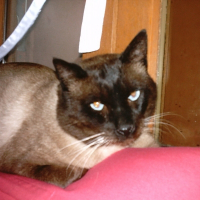 Photo de profil de Prince