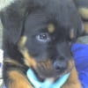 Photo de Tyson
