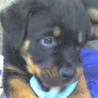 Photo de profil de Tyson