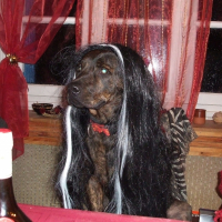 Photo de profil de Shéva