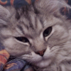 Photo de Gribouille