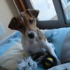 Photo de Fidgie, Jack Russell Terrier