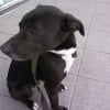 Photo de Moby
