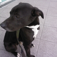 Photo de profil de Moby