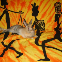 Photo de profil de Dédé
