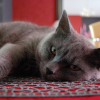 Photo de Mimi