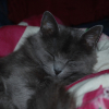 Photo de Luna