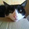 Photo de Bounty, Siamois