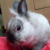 Photo de Pinpin