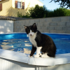 Photo de Domino