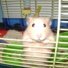 Photo de Sushi, Hamster
