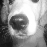 Photo de profil de Darling