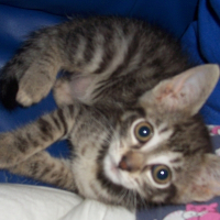 Photo de profil de Chipie