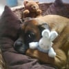 Photo de Tyson