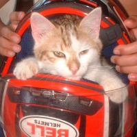 Photo de profil de Caramel