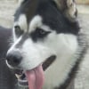 Photo de Dalka
