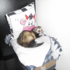 Photo de Gribouille