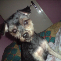 Photo de profil de Pusy