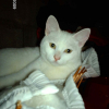 Photo de Chipie