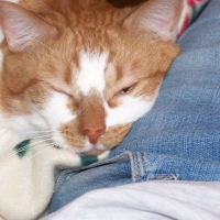 Photo de profil de Mogwaï