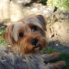 Photo de Chipie, Yorkshire Terrier
