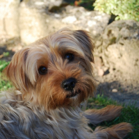 Photo de profil de Chipie