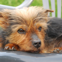 Photo de profil de Maya