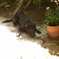 Photo de profil de Noa