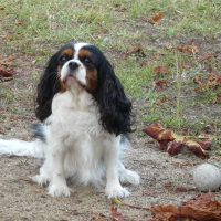 Photo de profil de Chouchou