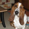 Photo de Darwin