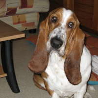 Photo de profil de Darwin
