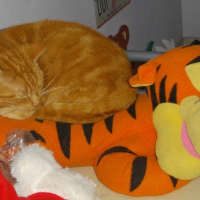 Photo de profil de Tigrou