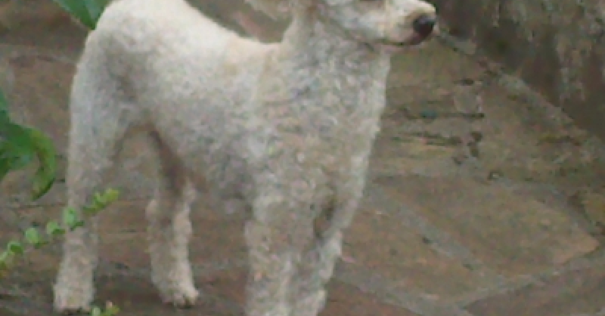 Profil de R'dipsy - Woopets