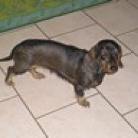 Photo de profil de Nouchka
