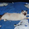 Photo de Daphné, Sacré de Birmanie