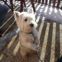 Photo de profil de Puppy