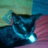 Photo de Elfy