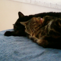 Photo de profil de Rocky