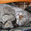 Photo de Mimi, Siamois