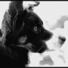 Photo de Canaille, Border Collie