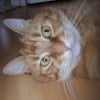 Photo de Simba