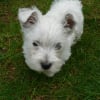 Photo de Elfy