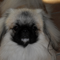 Photo de profil de Django