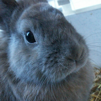 Photo de profil de Acajou