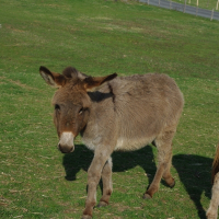 Photo de profil de Capucine