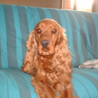 Photo de profil de Altesse