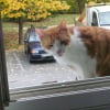 Photo de Tigrou