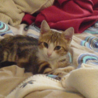 Photo de profil de Cachou